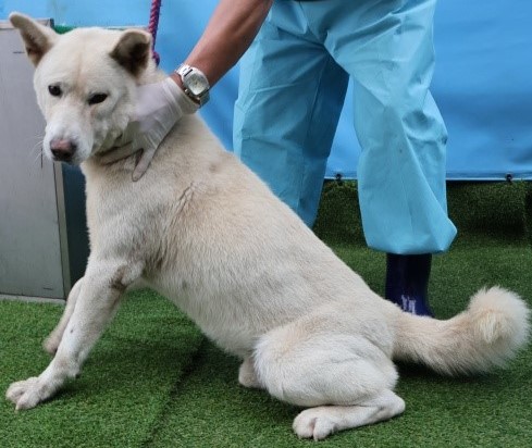 종료(입양) 믹스견…